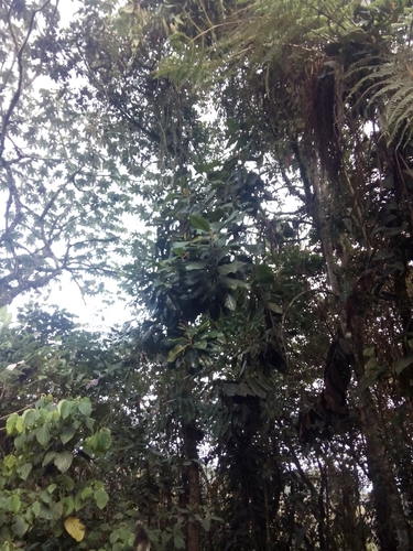 Magnolia jardinensis, photograph 3