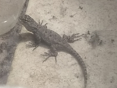 Sceloporus grammicus