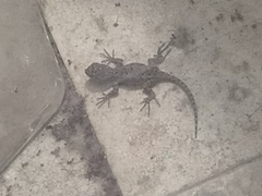 Sceloporus grammicus