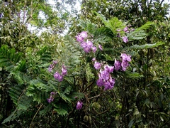 Jacaranda puberula