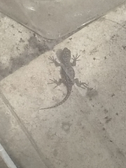 Sceloporus grammicus