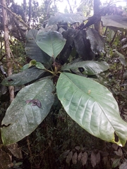 Magnolia jardinensis, photograph author not stated, no rights reserved