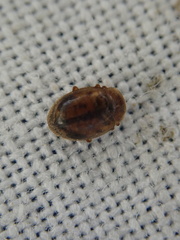 Rhyzobius chrysomeloides