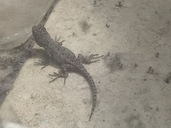 Sceloporus grammicus