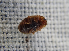 Rhyzobius chrysomeloides