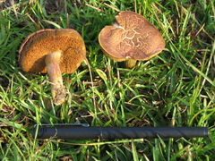 Suillellus hypocarycinus