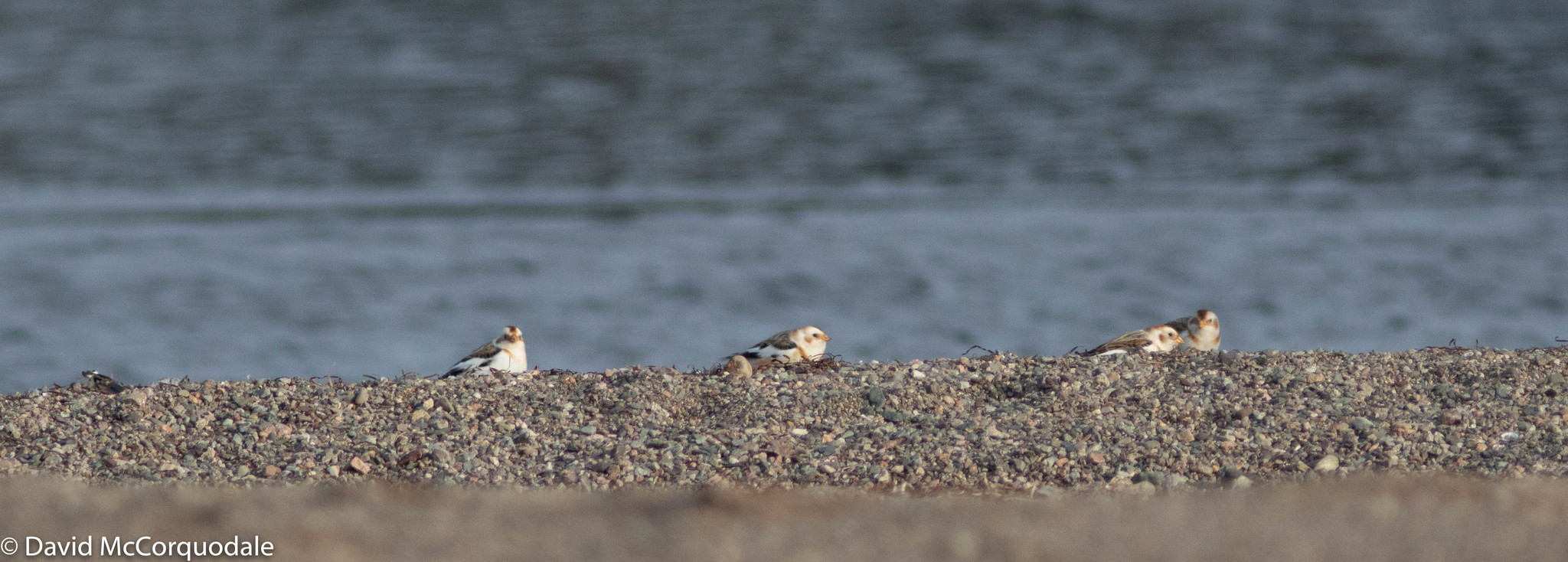 Snow Bunting