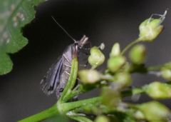 Pseudoschrankia