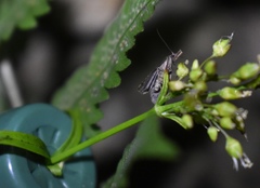 Pseudoschrankia