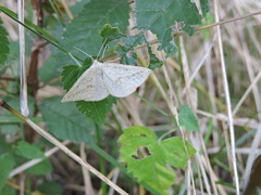 Lychnosea intermicata