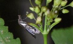 Pseudoschrankia