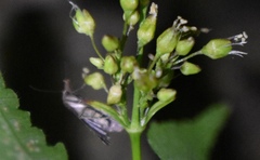 Pseudoschrankia