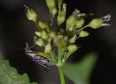 Pseudoschrankia