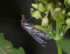 Pseudoschrankia