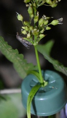 Pseudoschrankia