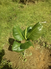 Magnolia yarumalensis