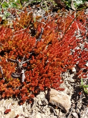 Crassula tillaea