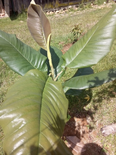 Magnolia jardinensis