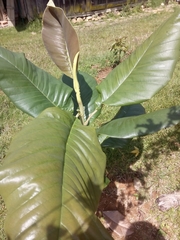 Magnolia jardinensis