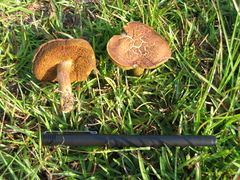 Suillellus hypocarycinus