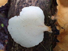 Favolus fuscolineatus