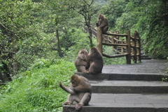 Macaca thibetana
