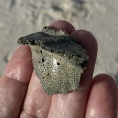 Sinistrofulgur sinistrum