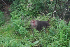 Macaca thibetana
