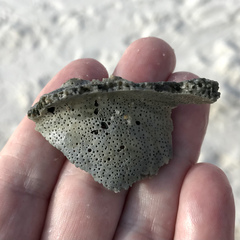 Sinistrofulgur sinistrum