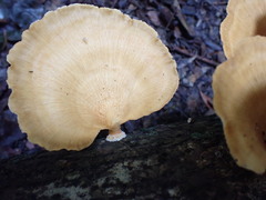 Favolus fuscolineatus