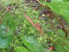 Asparagus racemosus