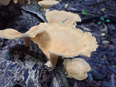 Favolus fuscolineatus