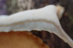 Favolus fuscolineatus