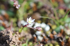 Spergula pentandra