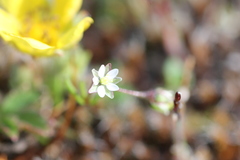 Spergula pentandra
