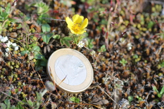 Spergula pentandra