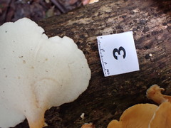 Favolus fuscolineatus