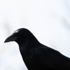 Corvus corone