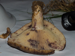 Lactarius subpalustris