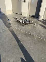 Columba livia domestica