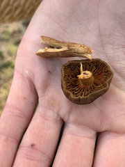 Cortinarius californicus