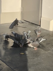 Columba livia domestica