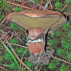 Suillus salmonicolor