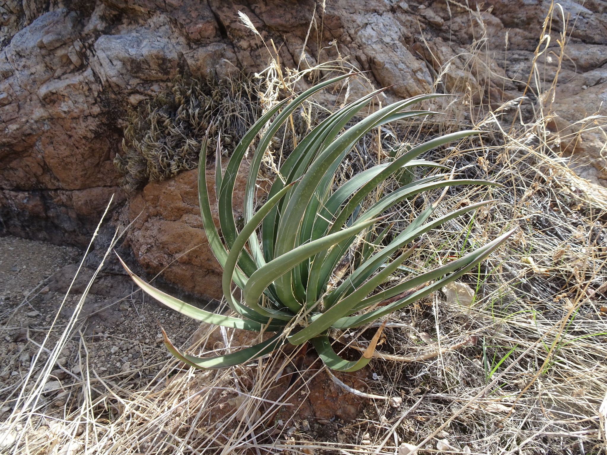Agave schottii var. treleasei