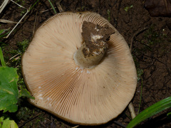 Lactarius subpalustris