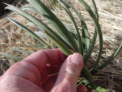 Agave schottii treleasei