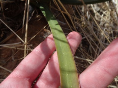 Agave schottii treleasei