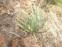 Agave schottii treleasei
