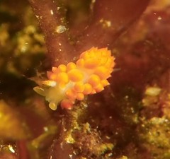 Coryphella