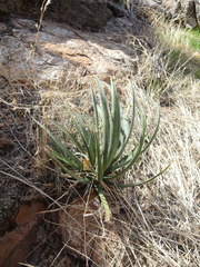 Agave schottii treleasei
